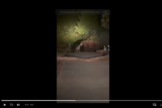 Bear spotted making friends with coyote in California