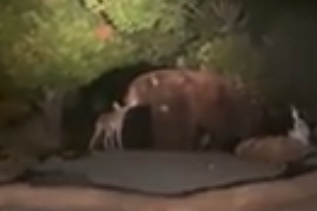 Bear spotted making friends with coyote in California