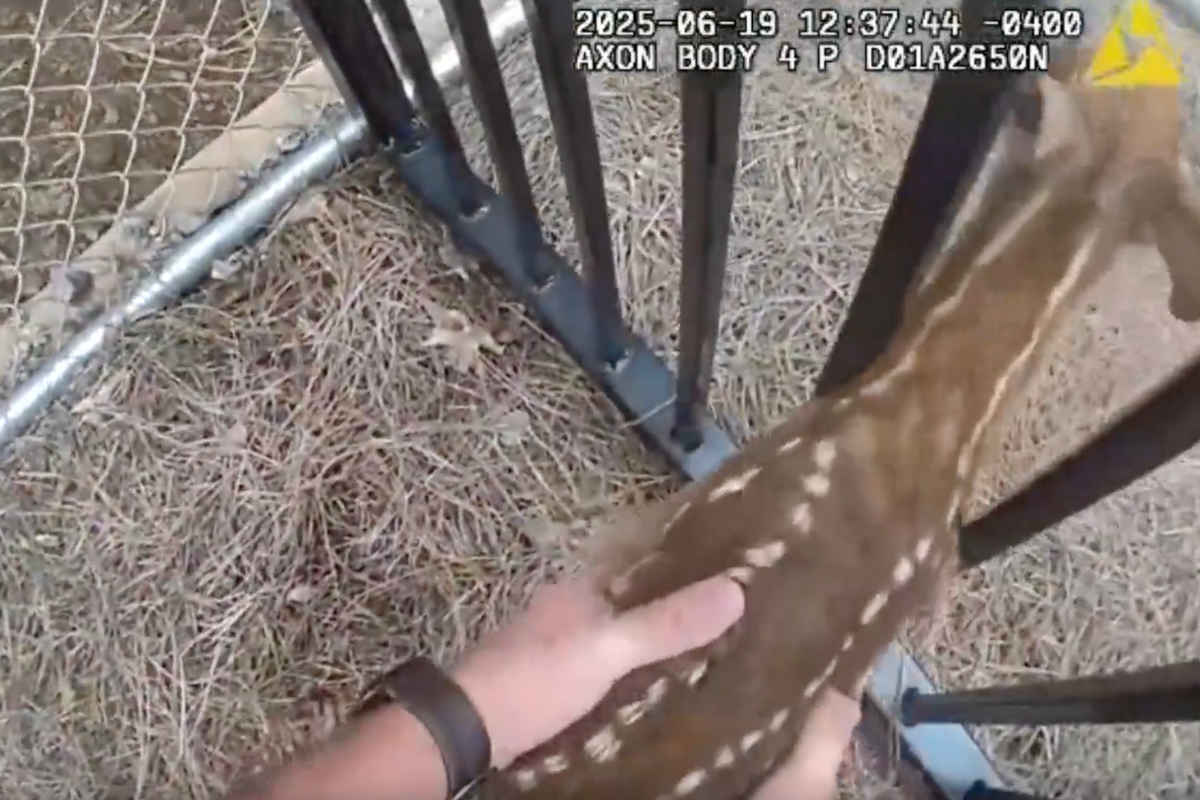 Bambi behind bars? Police discover fawn trying to break into jail in Georgia