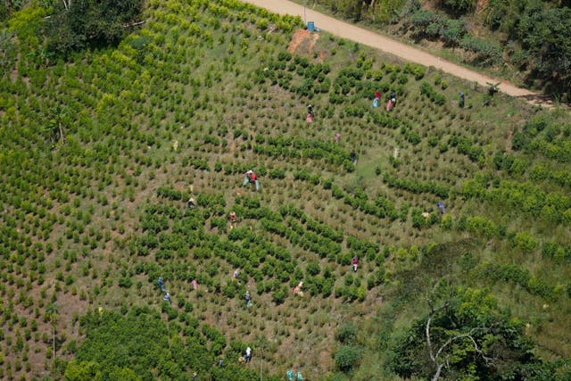 COLOMBIA-COCAÍNA