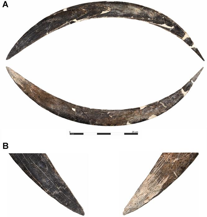 Boomerang aus Mammut -Stoßzähne in Obłazowa Höhle gefunden