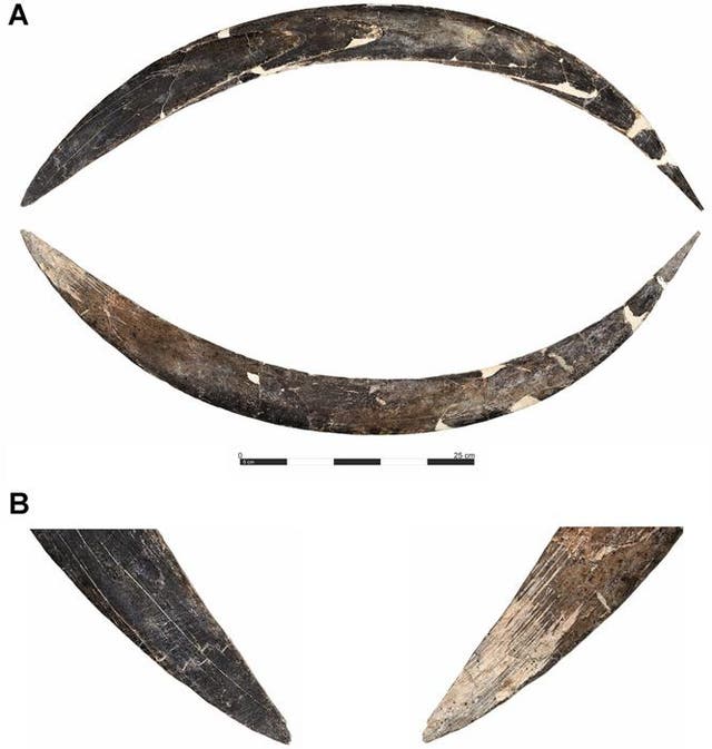 <p>Boomerang made of mammoth tusk of Obłazowa Cave</p>