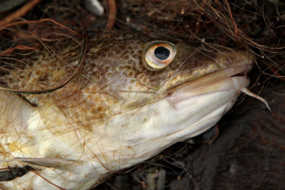 Humans have forced cod to shrink in size by half since 1990s, scientists find
