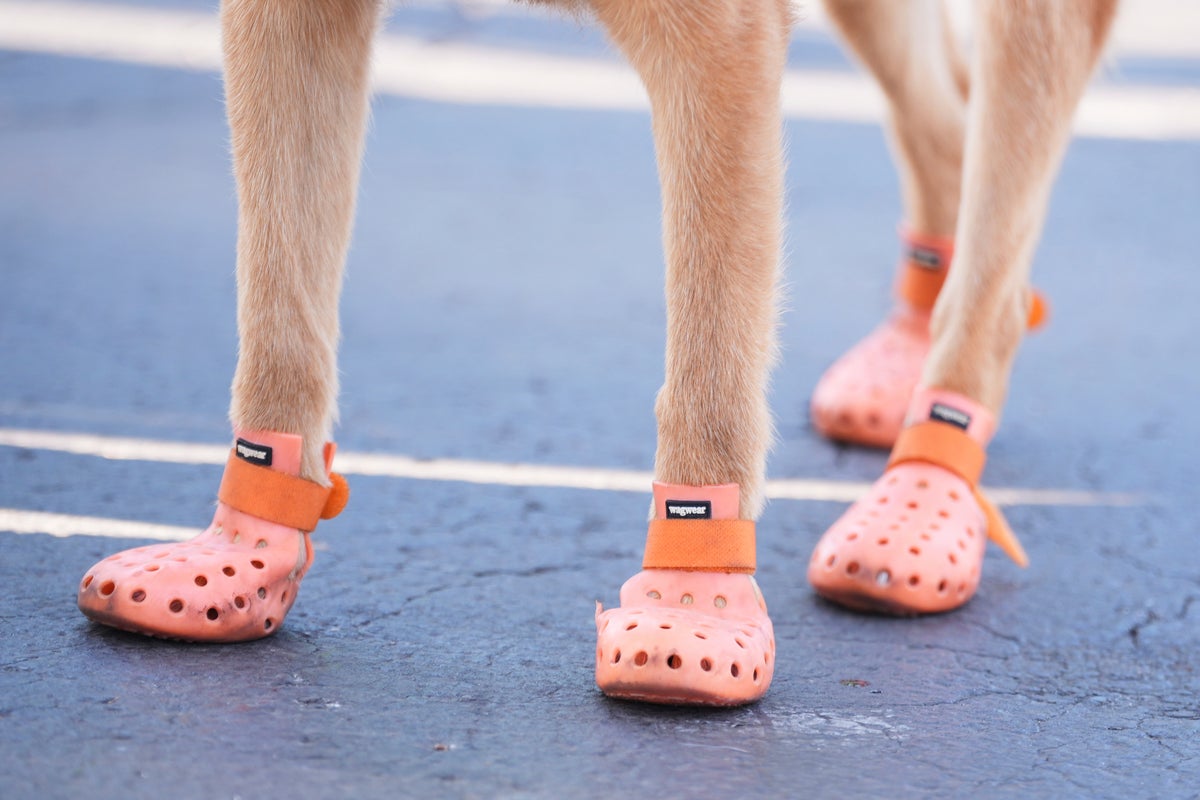 Police dogs given booties for protection during the Club World Cup