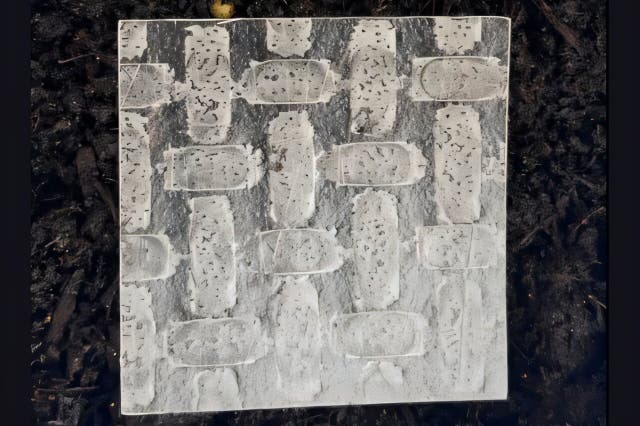 <p>Researchers from the University of Bristol made robots from rice paper used in Vietnamese spring rolls </p>