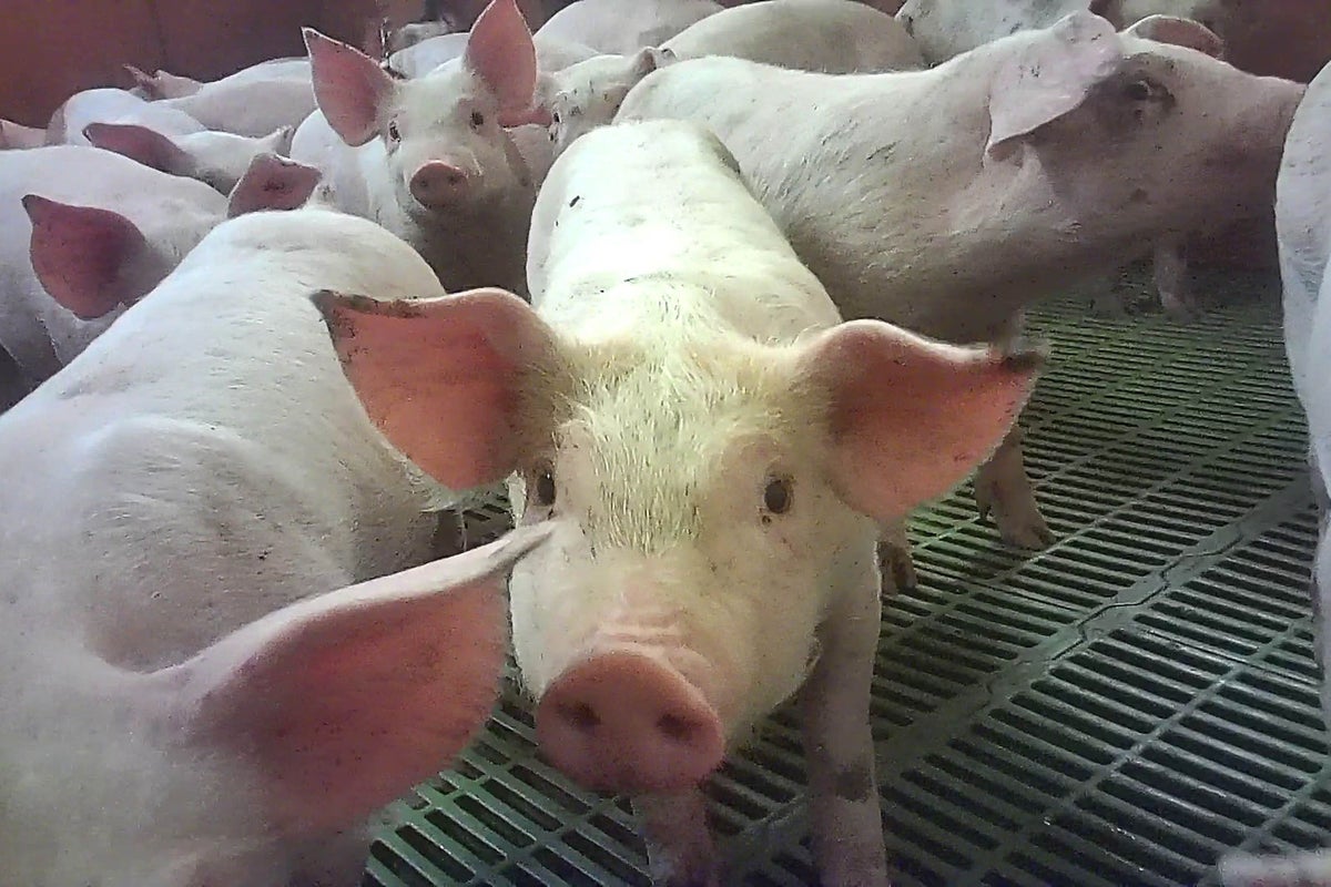 Cranswick reveals boss lands £4.6m pay package amid pig farm abuse scandal