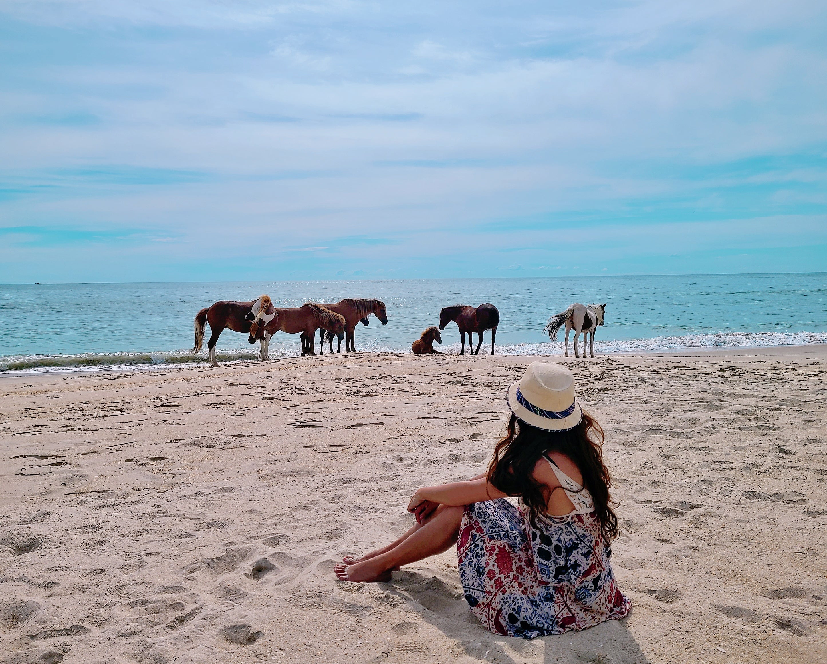 Assateague Island is home to herds of wild horses