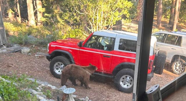 <p>California Department of Fish and Wildlife shared a photograph of the black bear  </p>