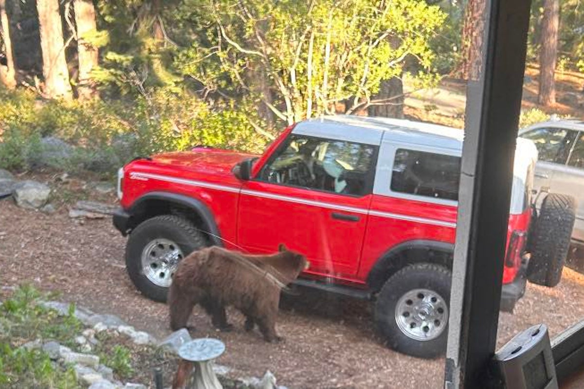 Outcry as California bear fatally shot after Tahoe camper attack