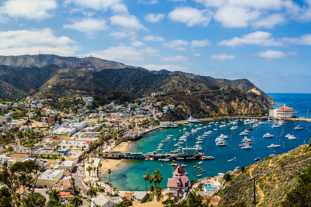 Newsom urged to intervene as Catalina deer slaughter gets green light
