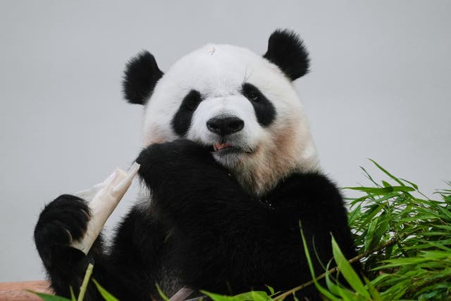 Japan Panda Farewell