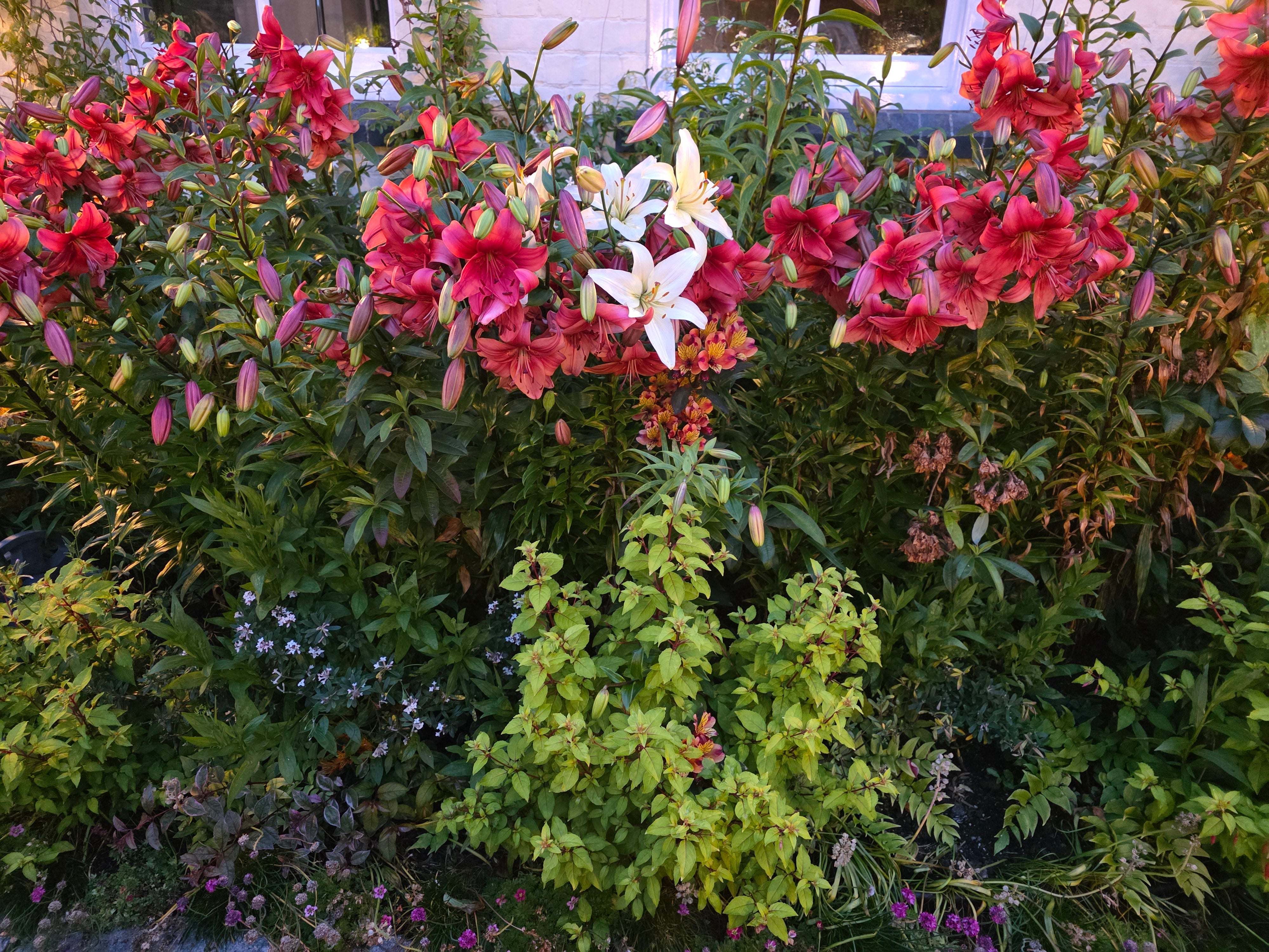 <p>Freida Hughes has lived in the same house for 21 years, cultivating the garden in that time</p>