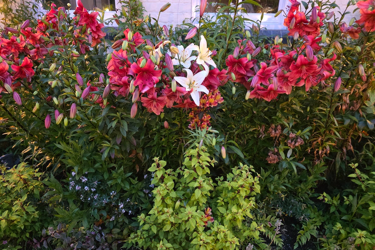 Voices: I’ve worked on my garden for 21 years – now I’m opening it up to the public