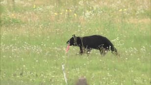 Watch: Bear on runway at Japanese airport causes travel chaos 
