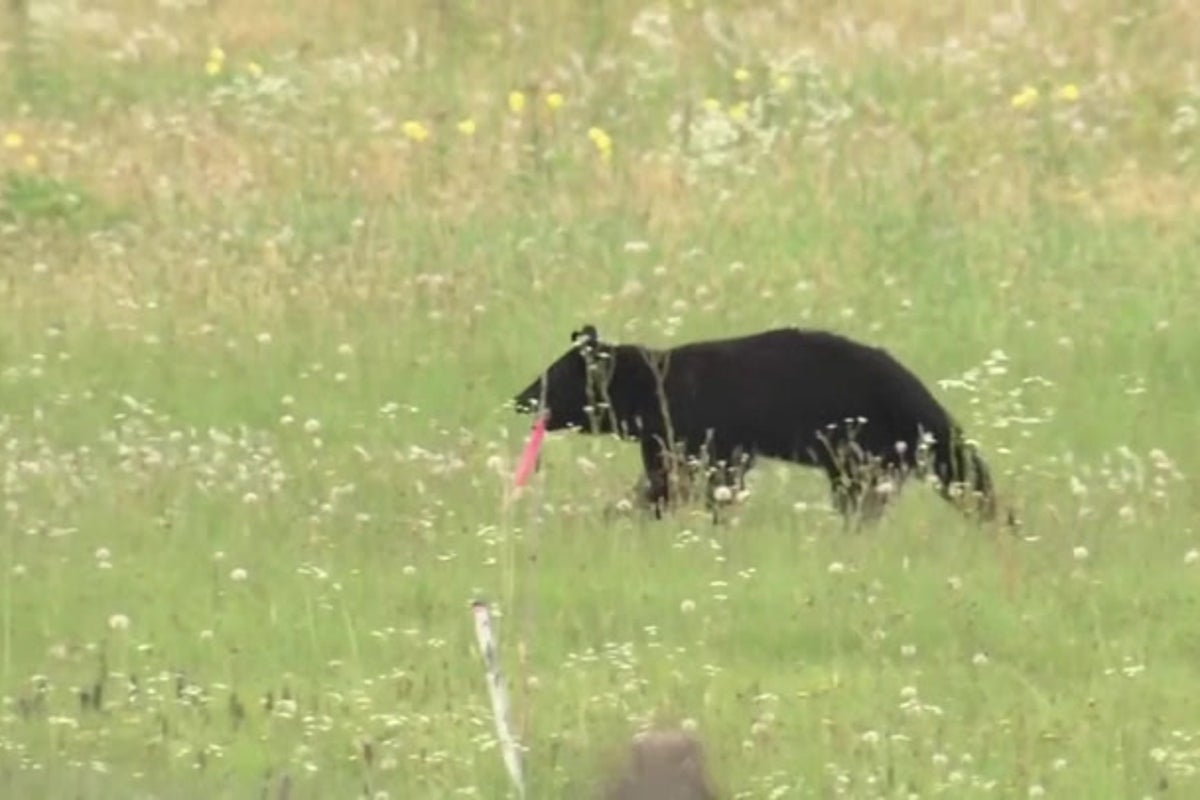 Bear on runway at Japanese airport causes travel chaos as flights cancelled
