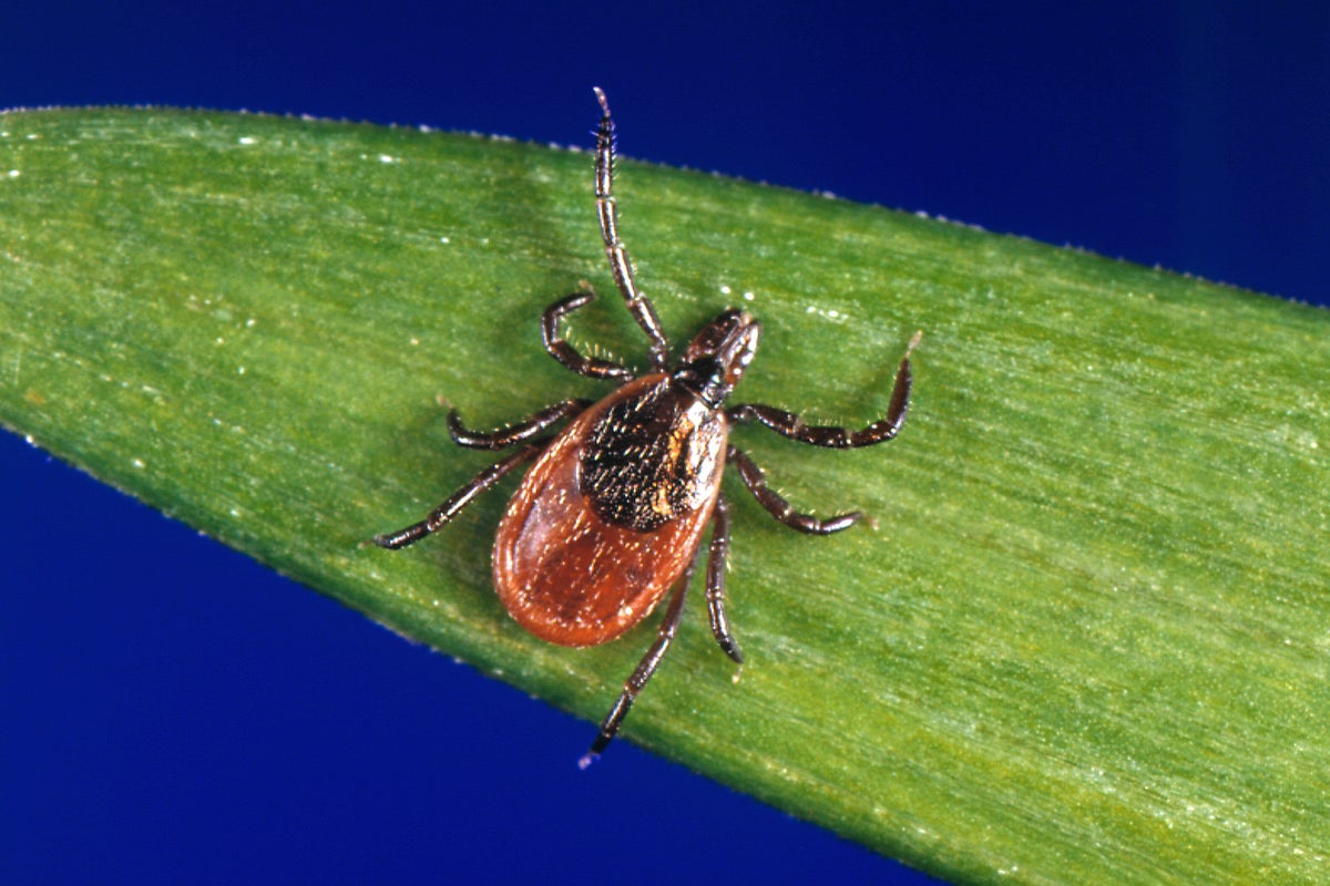 How to protect yourself from ticks year-round