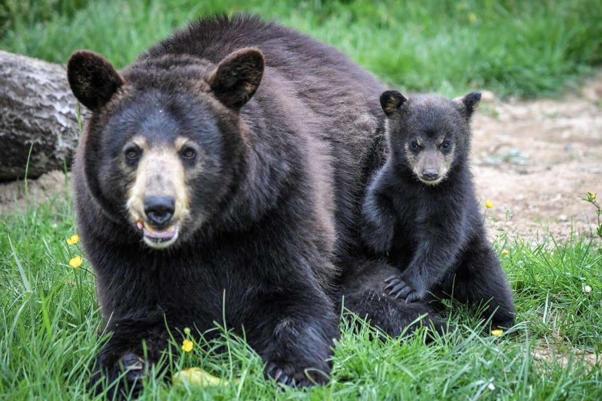 California home abandoned by despairing victim of repeat burglaries was taken over by bears, police say
