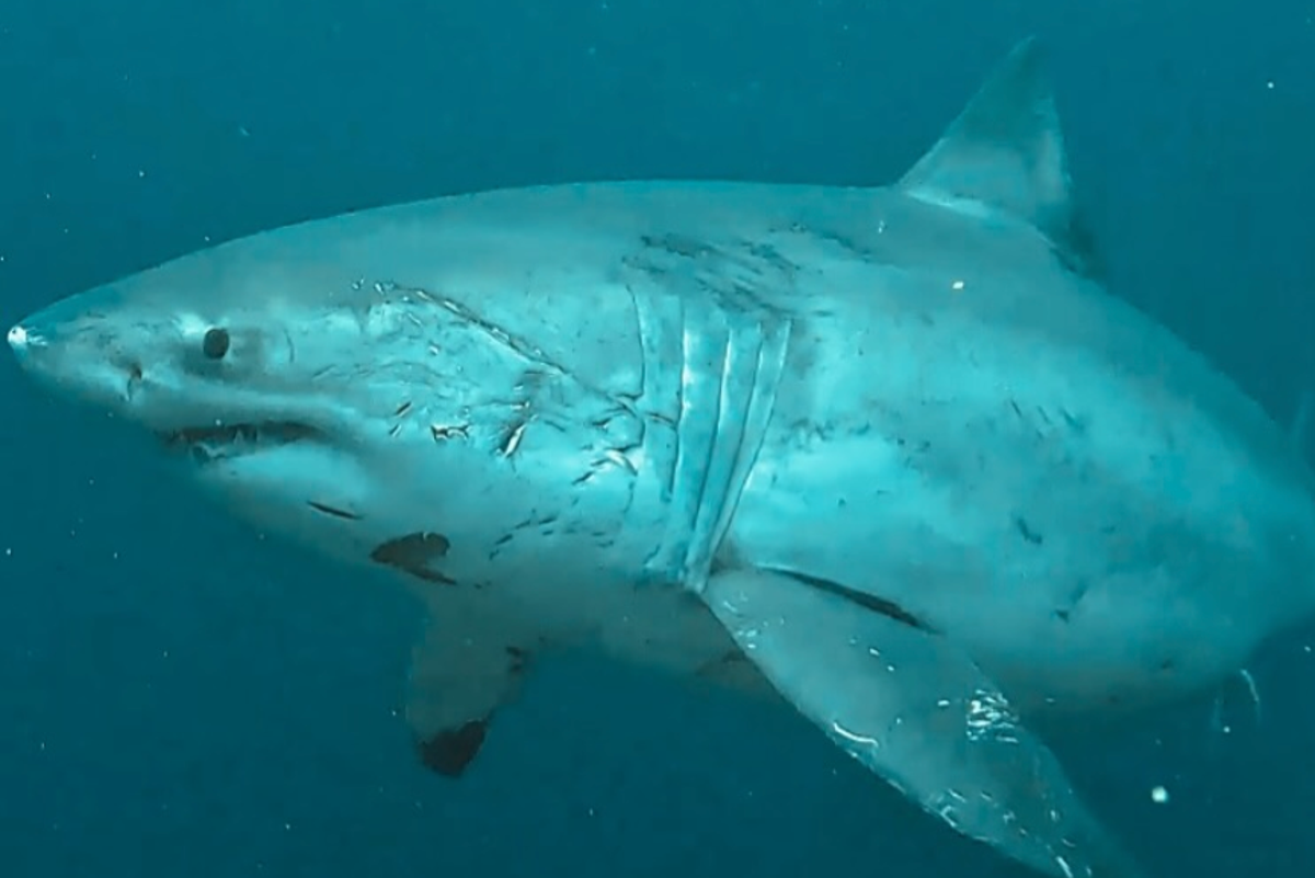 Moment diver comes face to face with giant great white shark