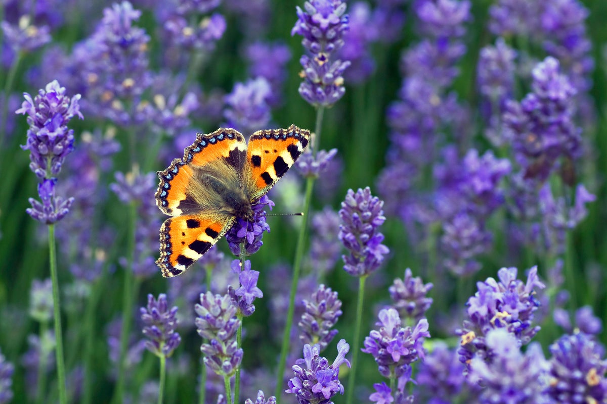 Five butterflies you’ll be lucky to see during Big Butterfly Count