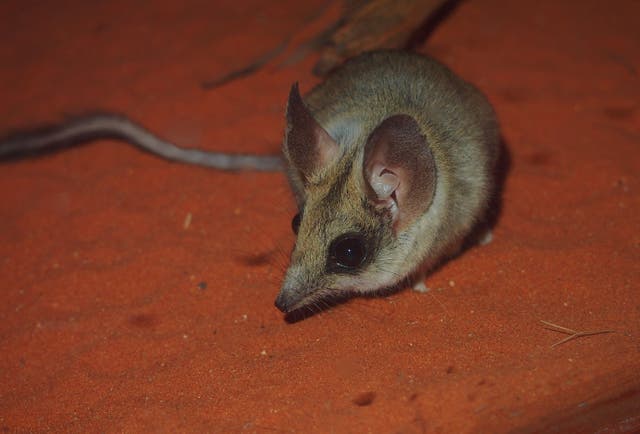 <p>The kultarr was thought to be a single widespread species</p>