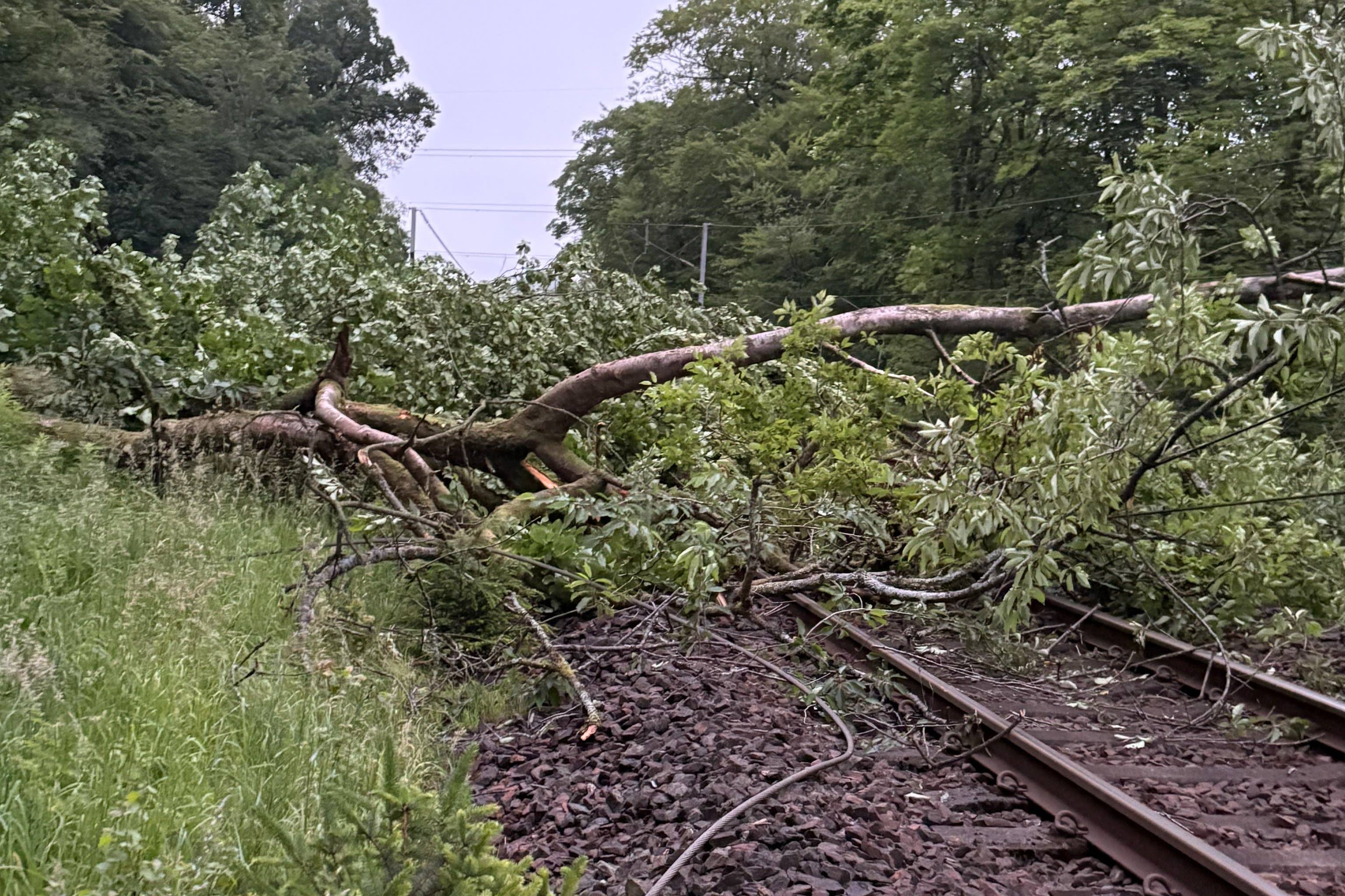 A tree fell on railway lines near Beattock, Dumfries and Galloway causing major disruption (Avanti West Coast)