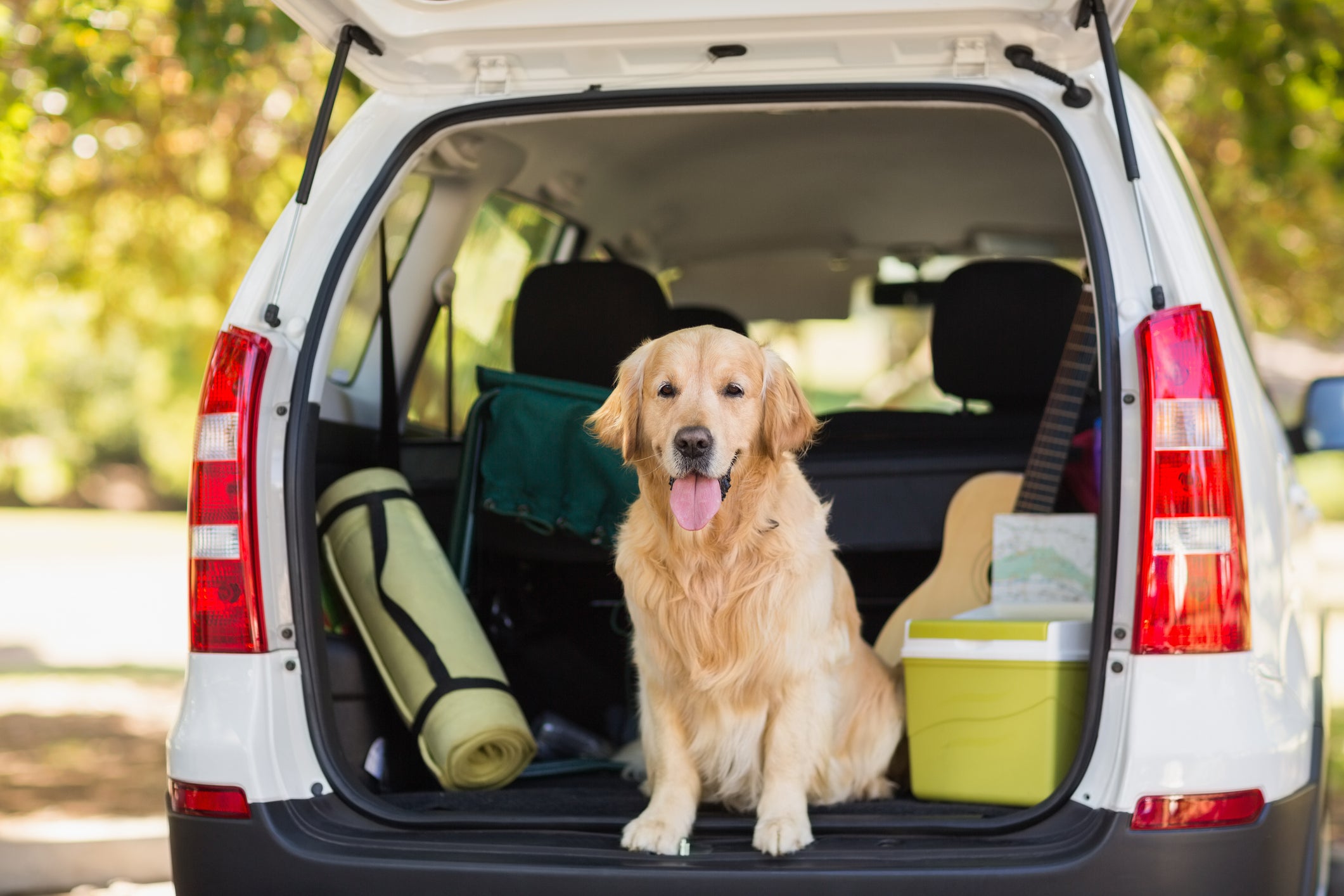 In addition to flat -faced dogs such as pugs and French Buldogları, extreme overweight, very young, old or thick -covered pets are particularly vulnerable at extreme temperatures