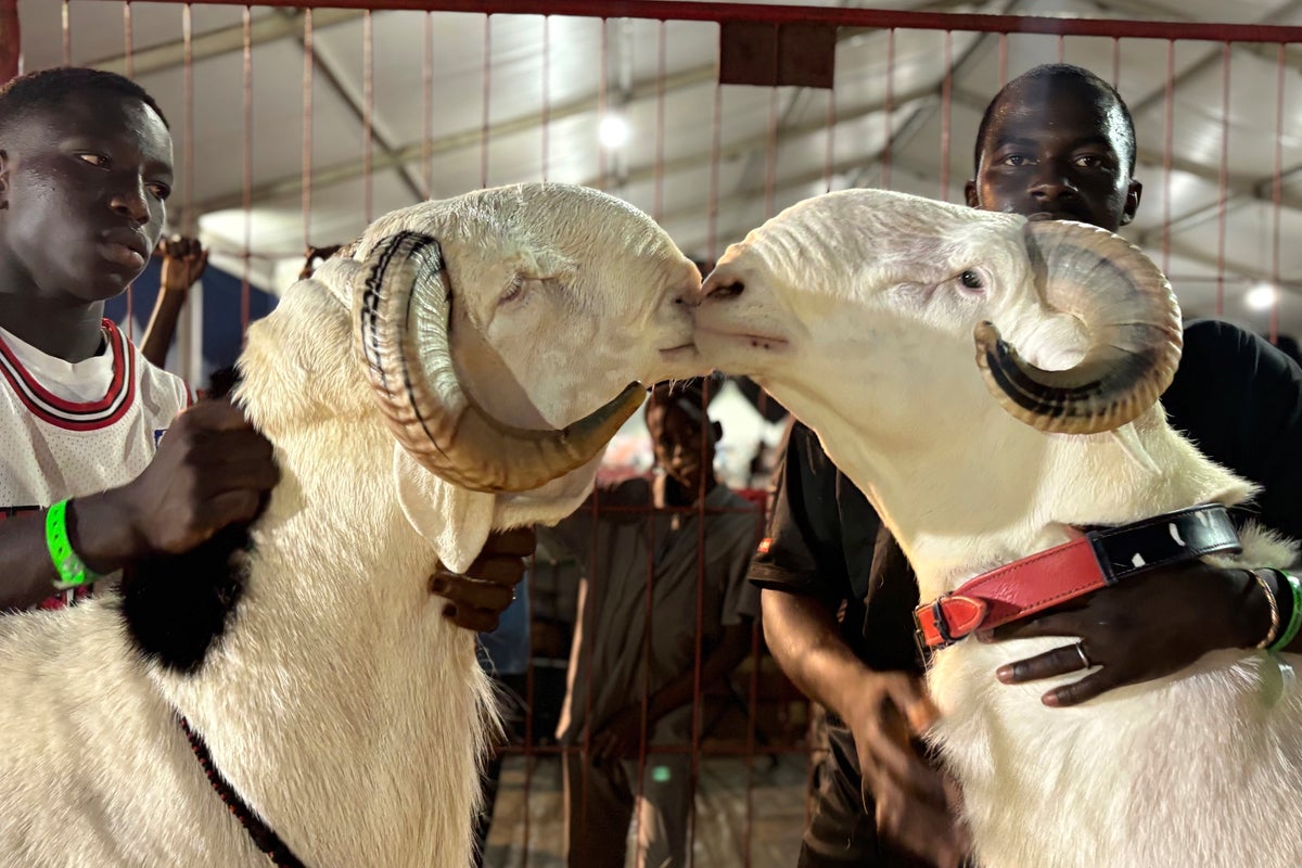 In Senegal, luxury sheep shine at a beauty contest and fetch a high price