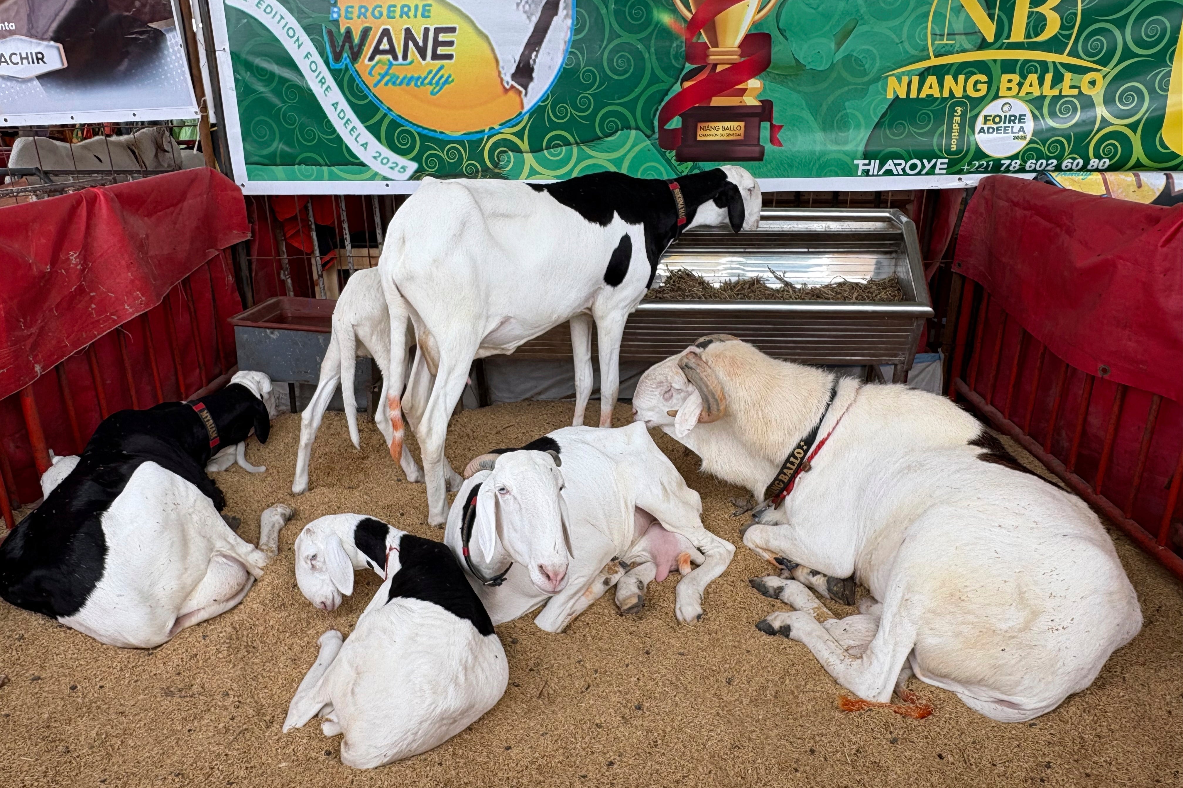 Senegal Luxury Sheep Contest