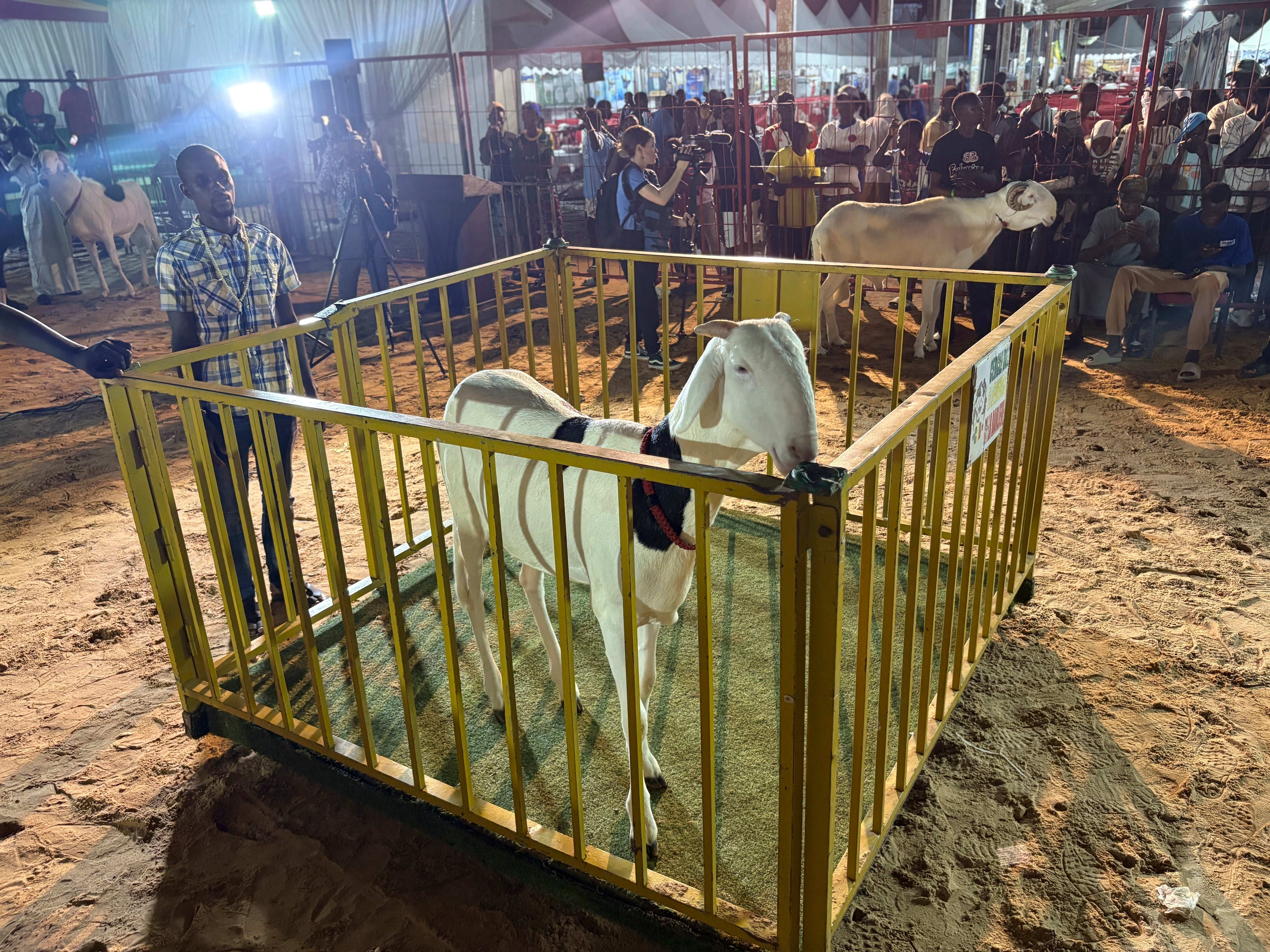 Senegal Luxury Sheep Contest