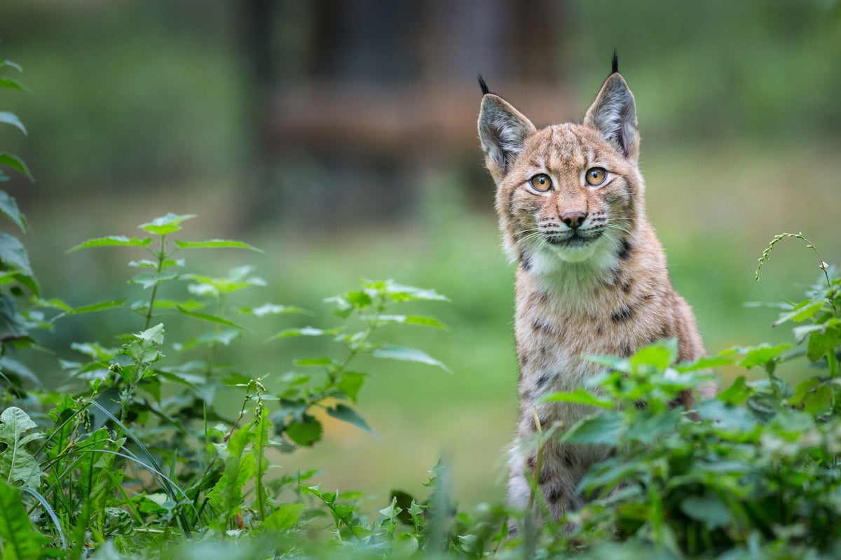 Labrador-sized big cat could be reintroduced into wild in UK within two years