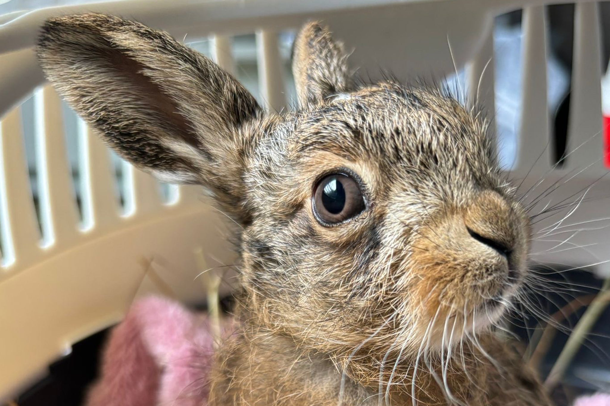 <p>Bruno the hare was delivered by emergency C-section, performed using a penknife</p>