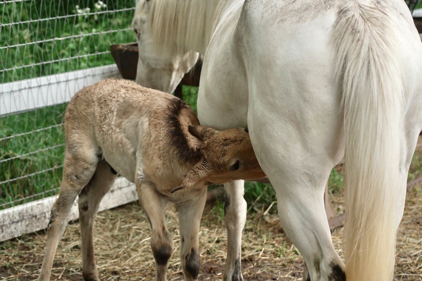 Wild Foal Adoption