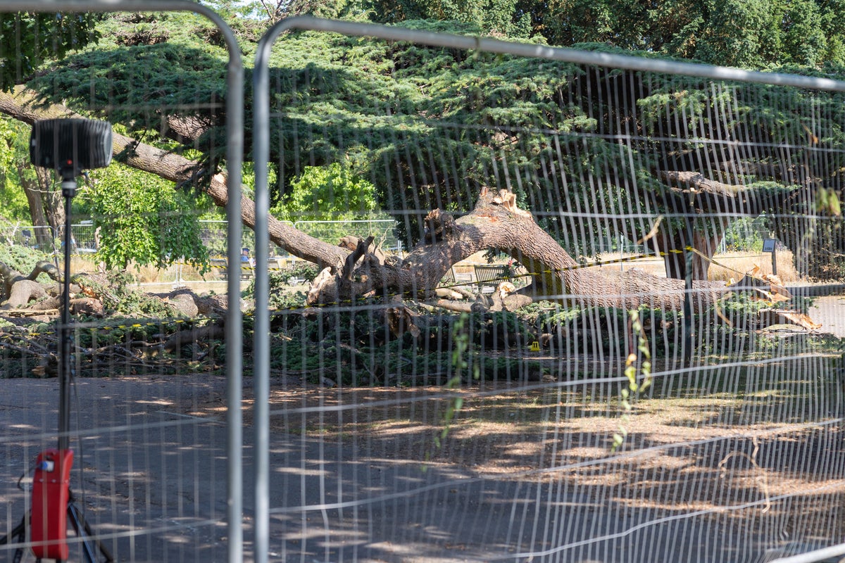 Tree that killed child was held up by supports for decades'