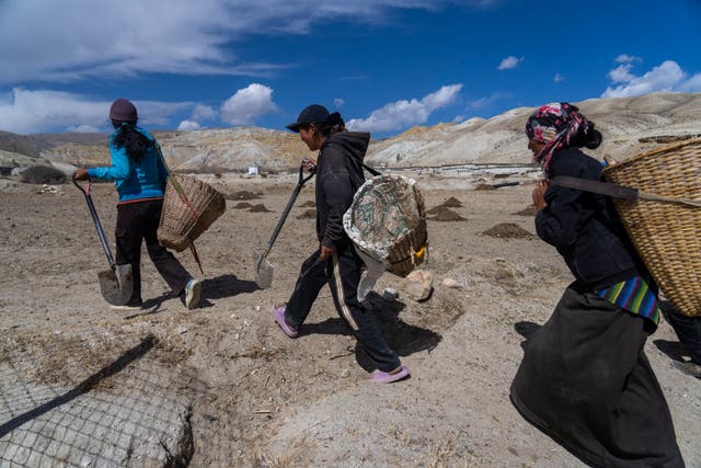 <p>Villagers walk towards a field to plant apple trees in the newly relocated settlement of the abandoned Samjung village in the Mustang region, 462 kilometers (288 miles) west of Kathmandu, Nepal, Friday, April 18, 2025. (AP Photo/Niranjan Shrestha)</p>