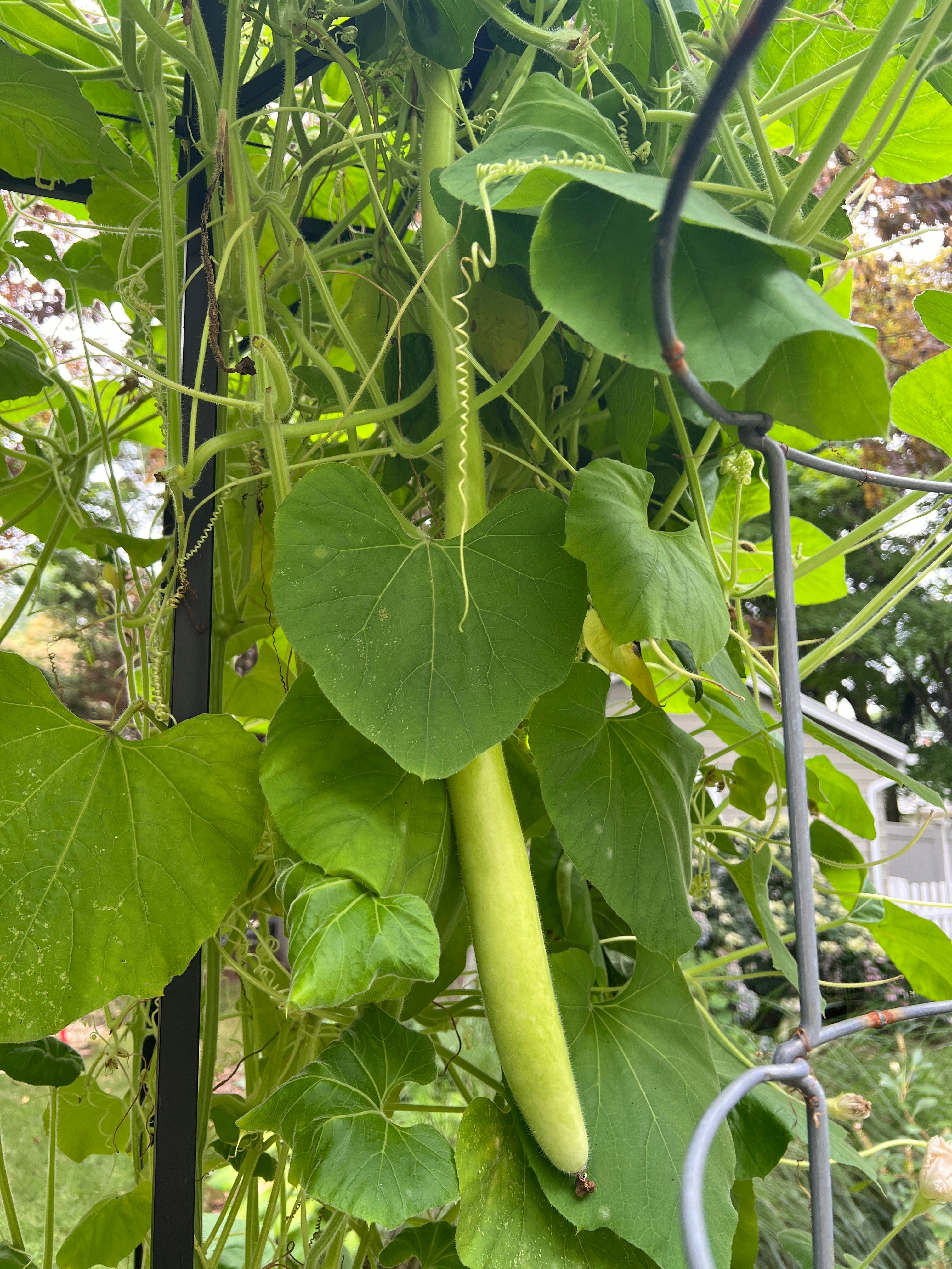 Gardening - Small Spaces