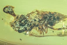 The Last of Us zombie fungus hijacked minds even as early as dinosaur era, scientists find