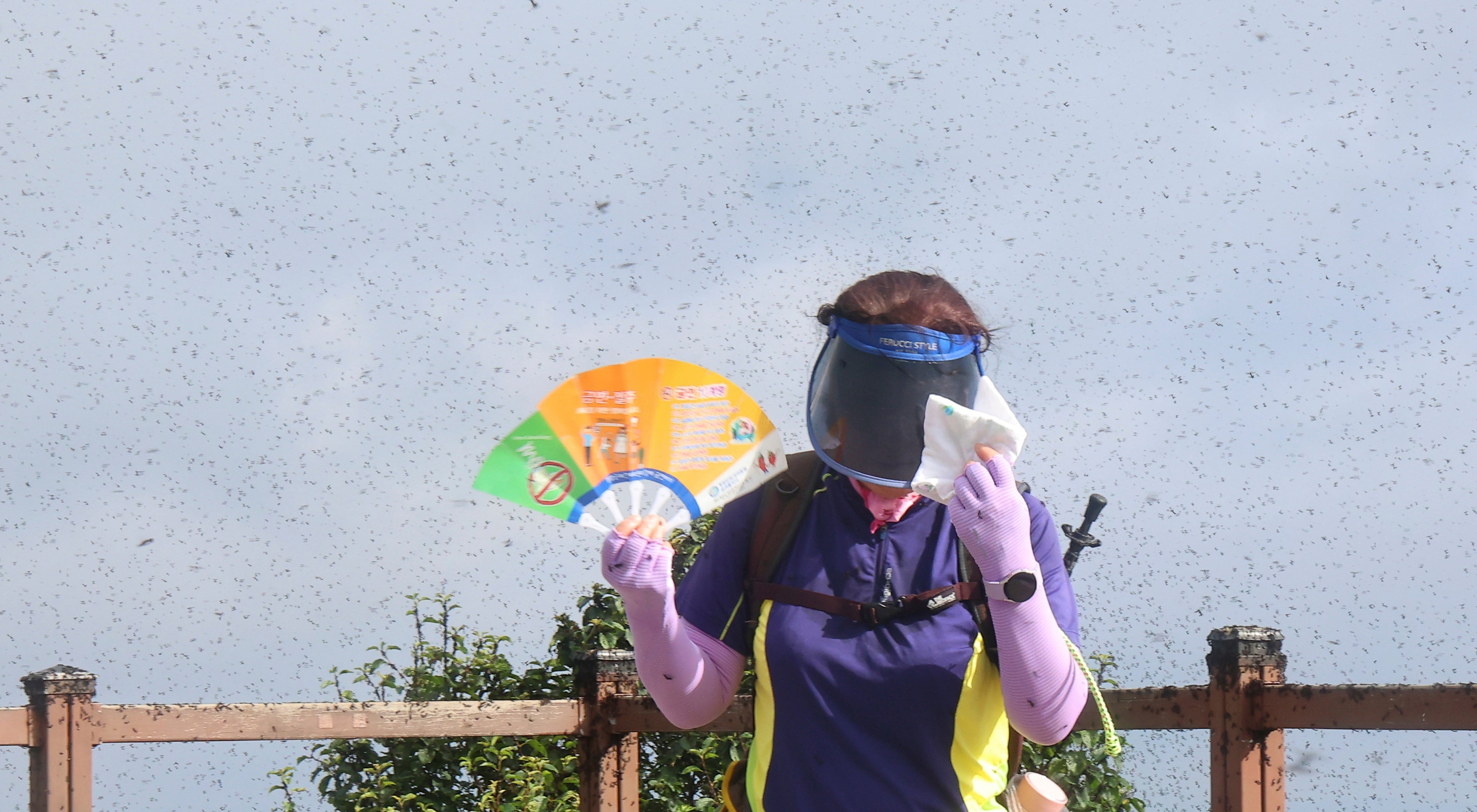 A woman tries to avoid a swarm of lovebugs on the summit of Mount Gyeyang in Incheon, South Korea, Monday, June 30, 2025