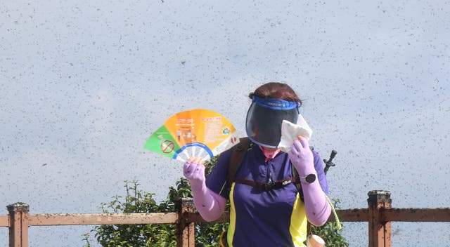 <p>A woman tries to avoid a swarm of lovebugs on the summit of Mount Gyeyang in Incheon, South Korea</p>
