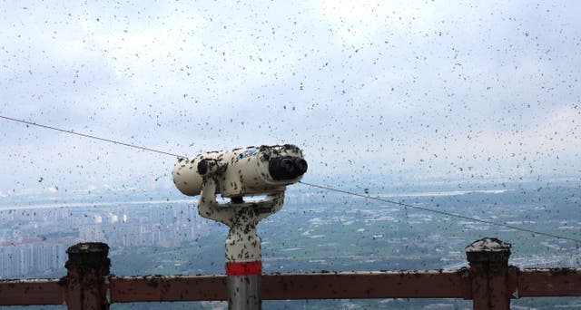 <p>A telescope covered with lovebugs on the summit of Mount Gyeyang in Incheon, South Korea</p>