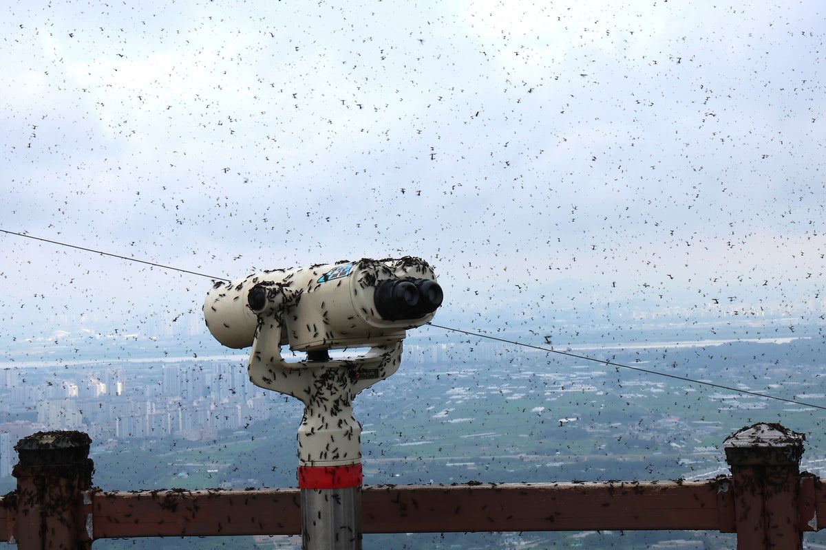 South Korea struggles to grapple with invasion of ‘lovebugs’