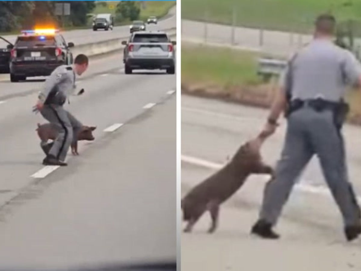 Police Chase Funny Police Fails Watch: Runaway Pig On Interstate