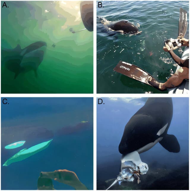 <p>Adult female killer whale retrieves most of an eagle ray after offering it to a human underwater</p>
