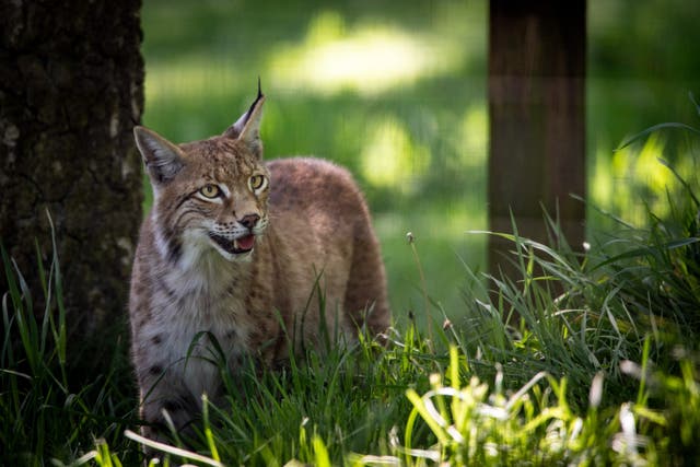 A rescued lynx at the Highland Wildlife Park (RZSS)