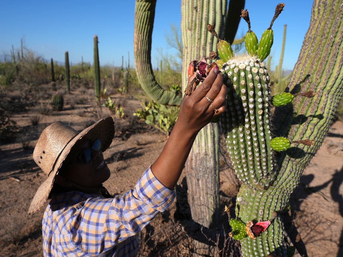 In Arizona borderlands, a sacred saguaro harvest marks the Tohono O'odham's  new year | The Independent