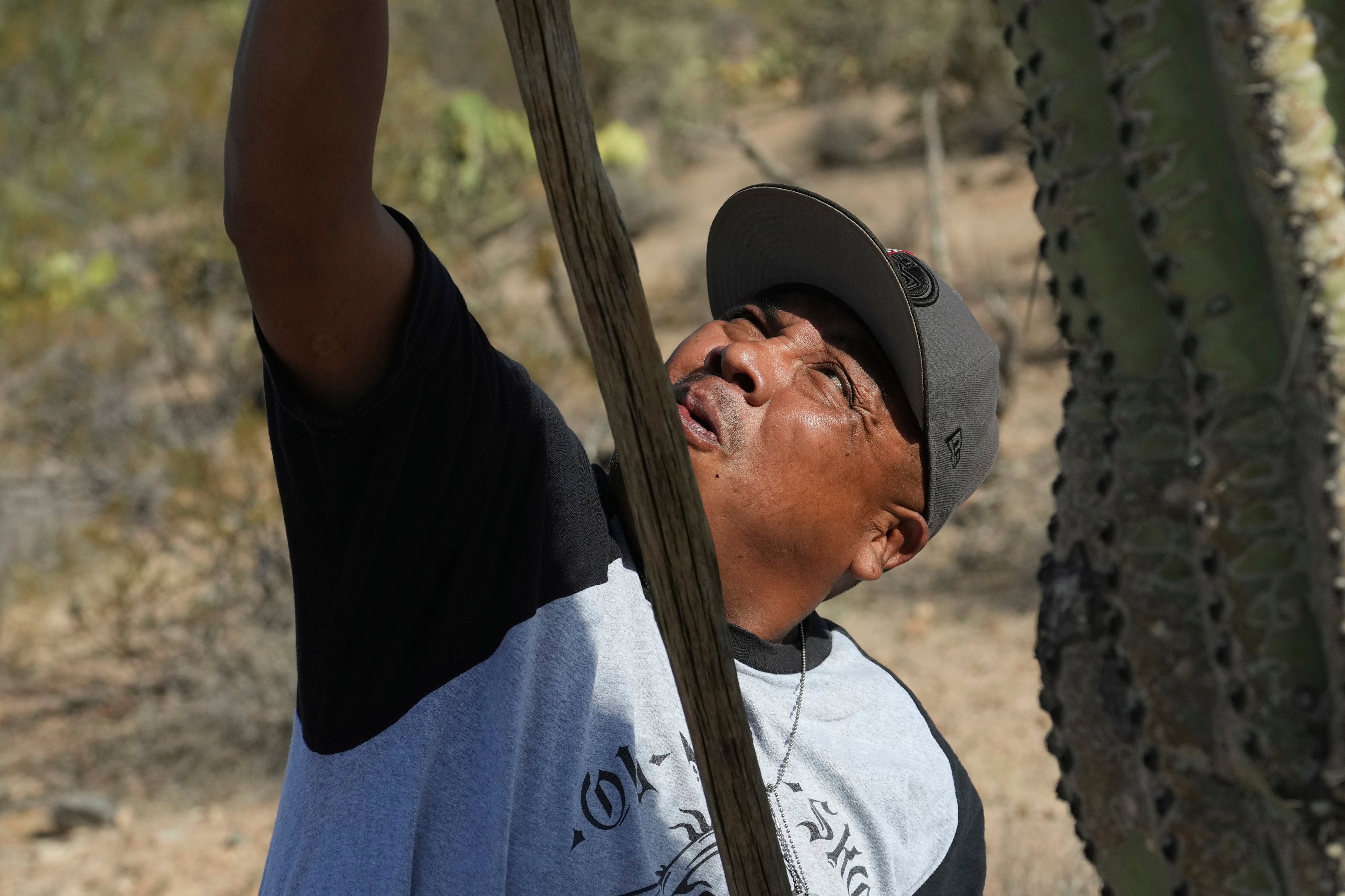 Saguaro Cactus-Harvest