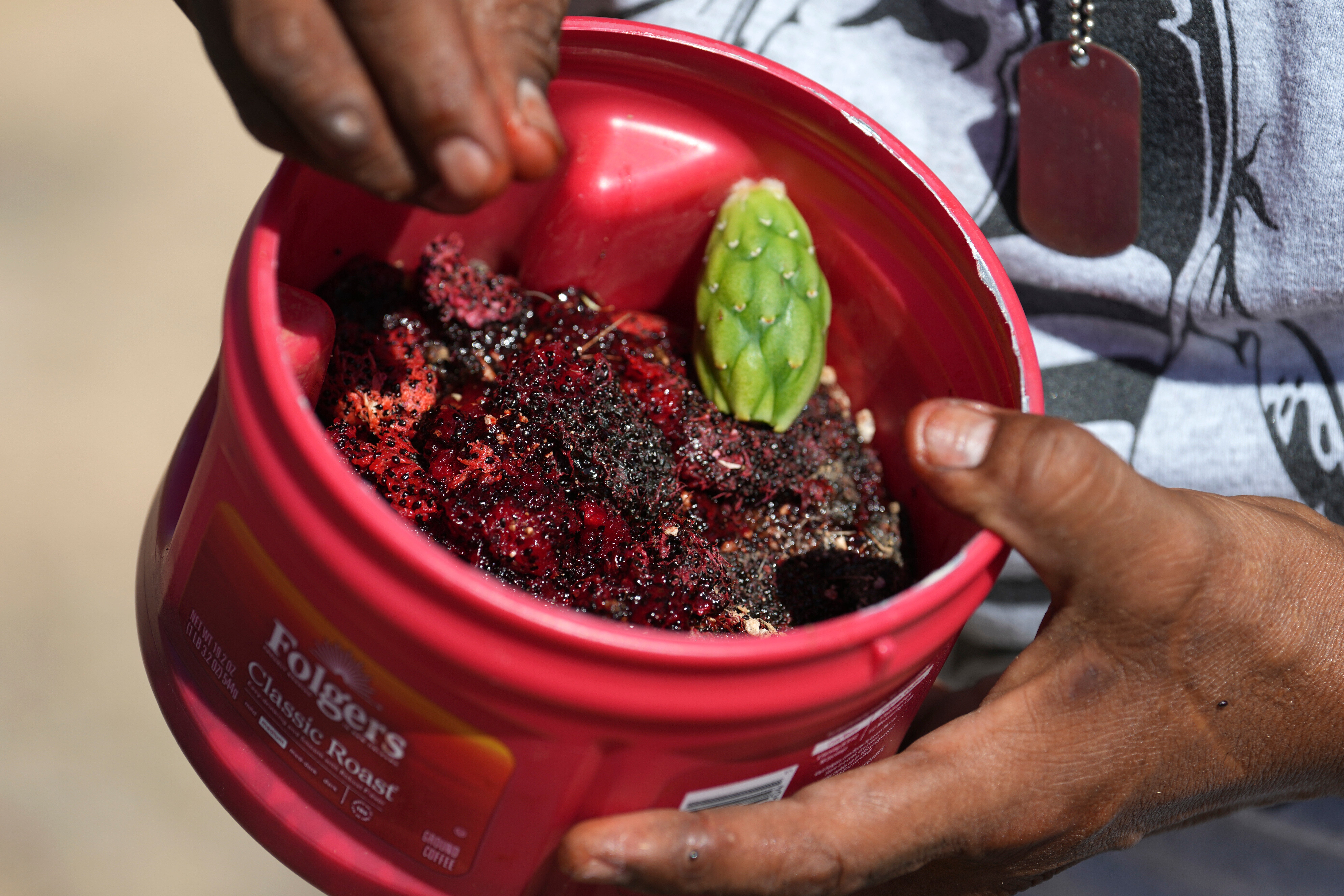 Saguaro Cactus-Harvest