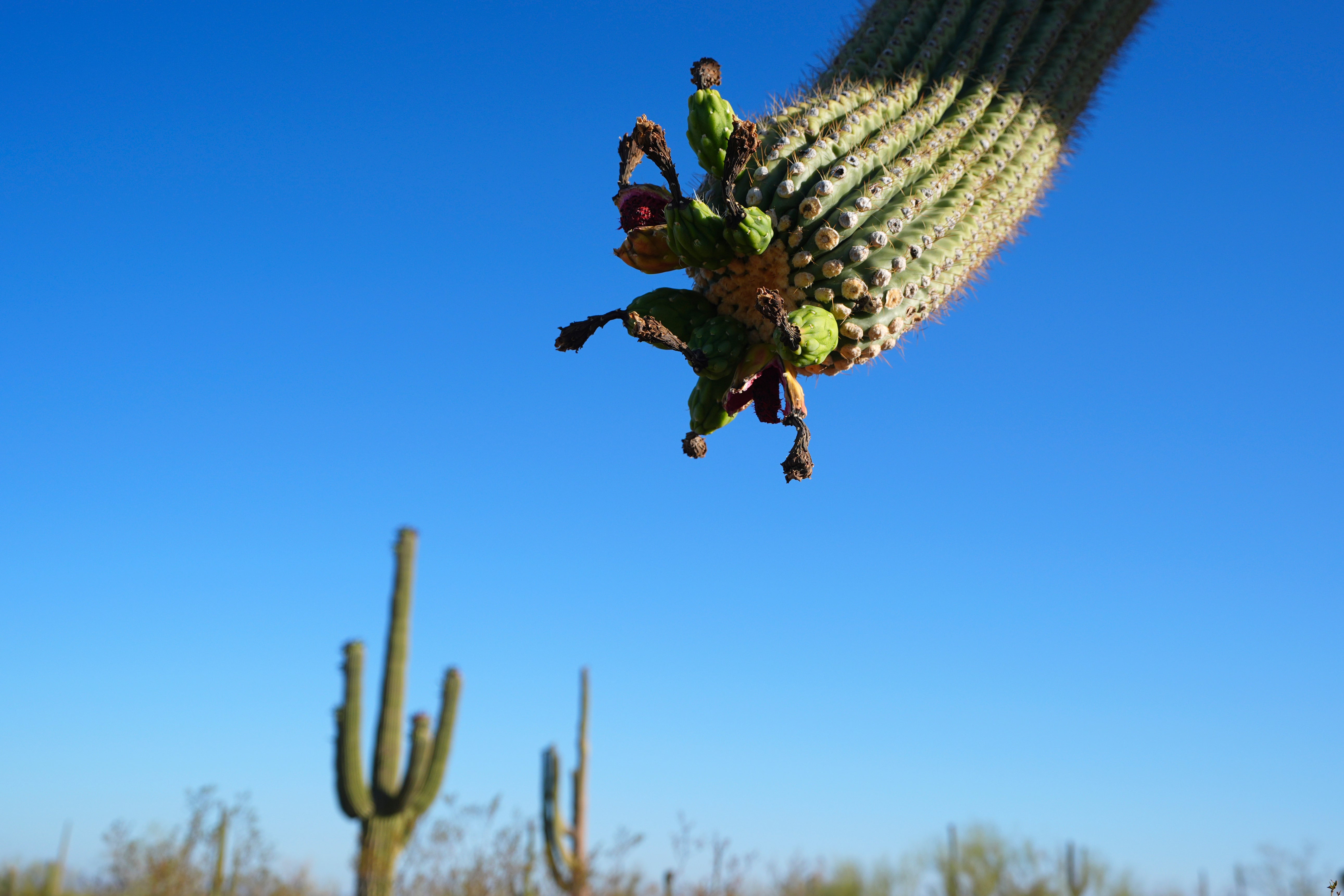 Saguaro Cactus-Harvest Photo Essay