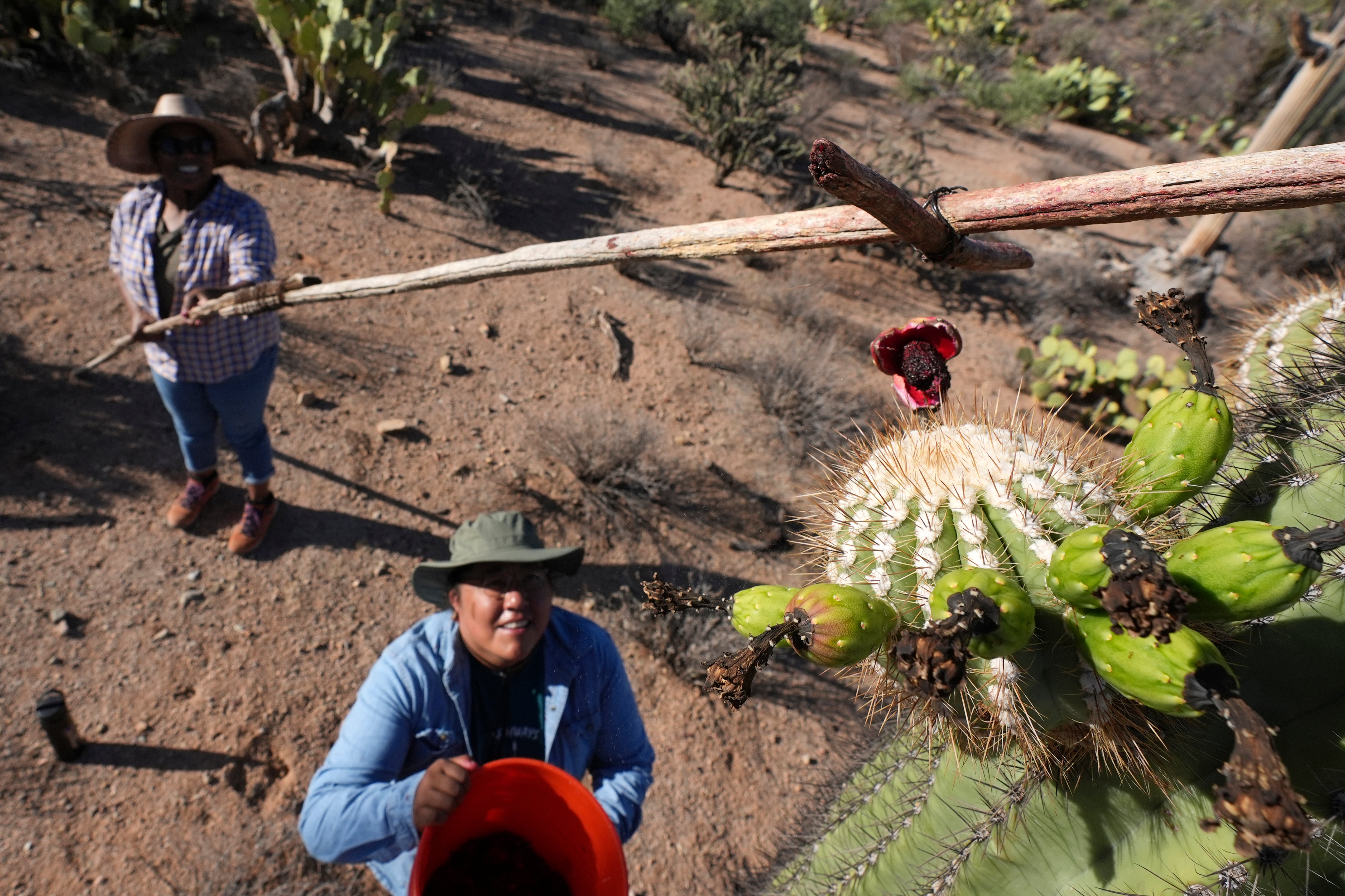 Saguaro Cactus-Harvest Photo Essay