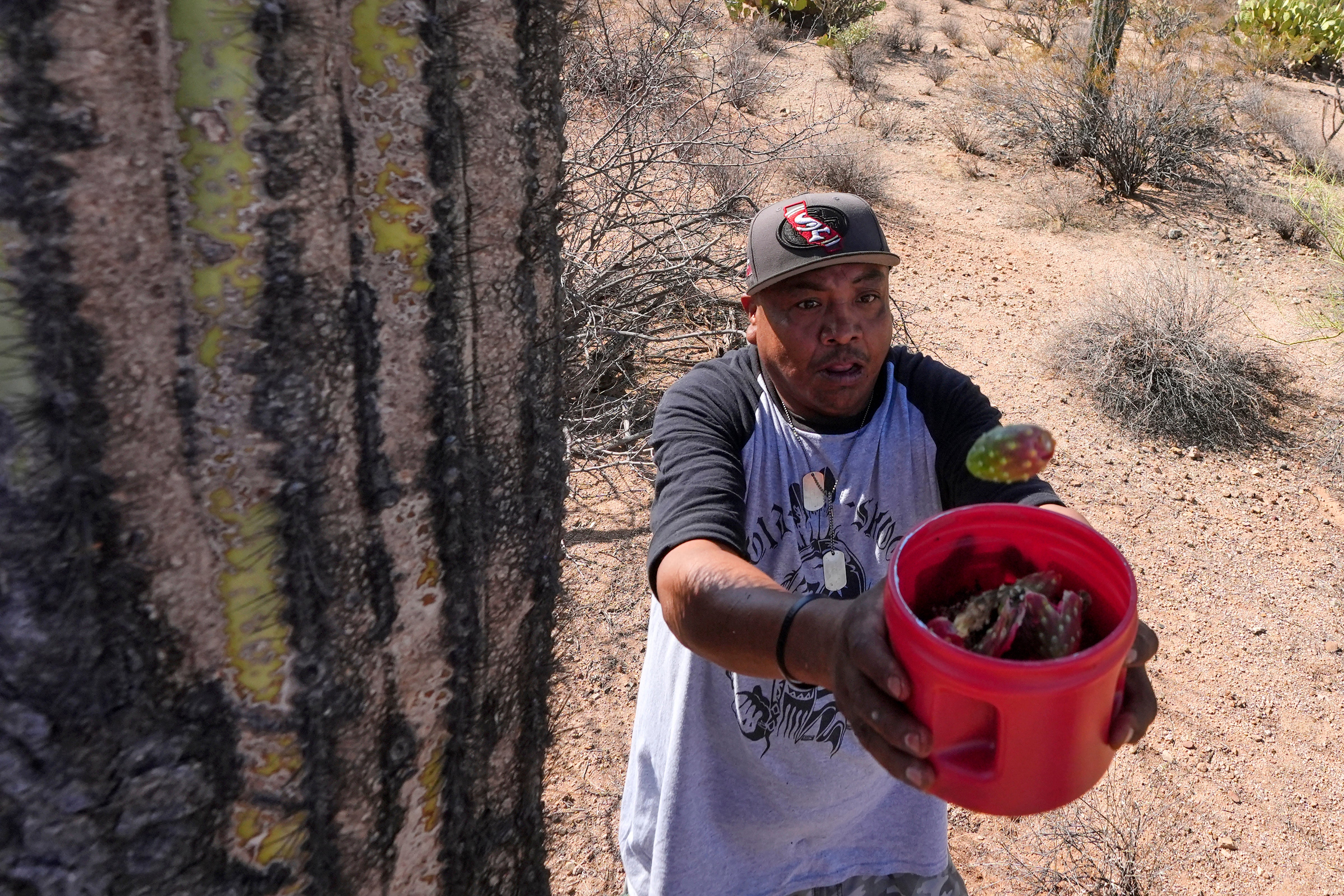 Saguaro Cactus-Harvest Photo Essay