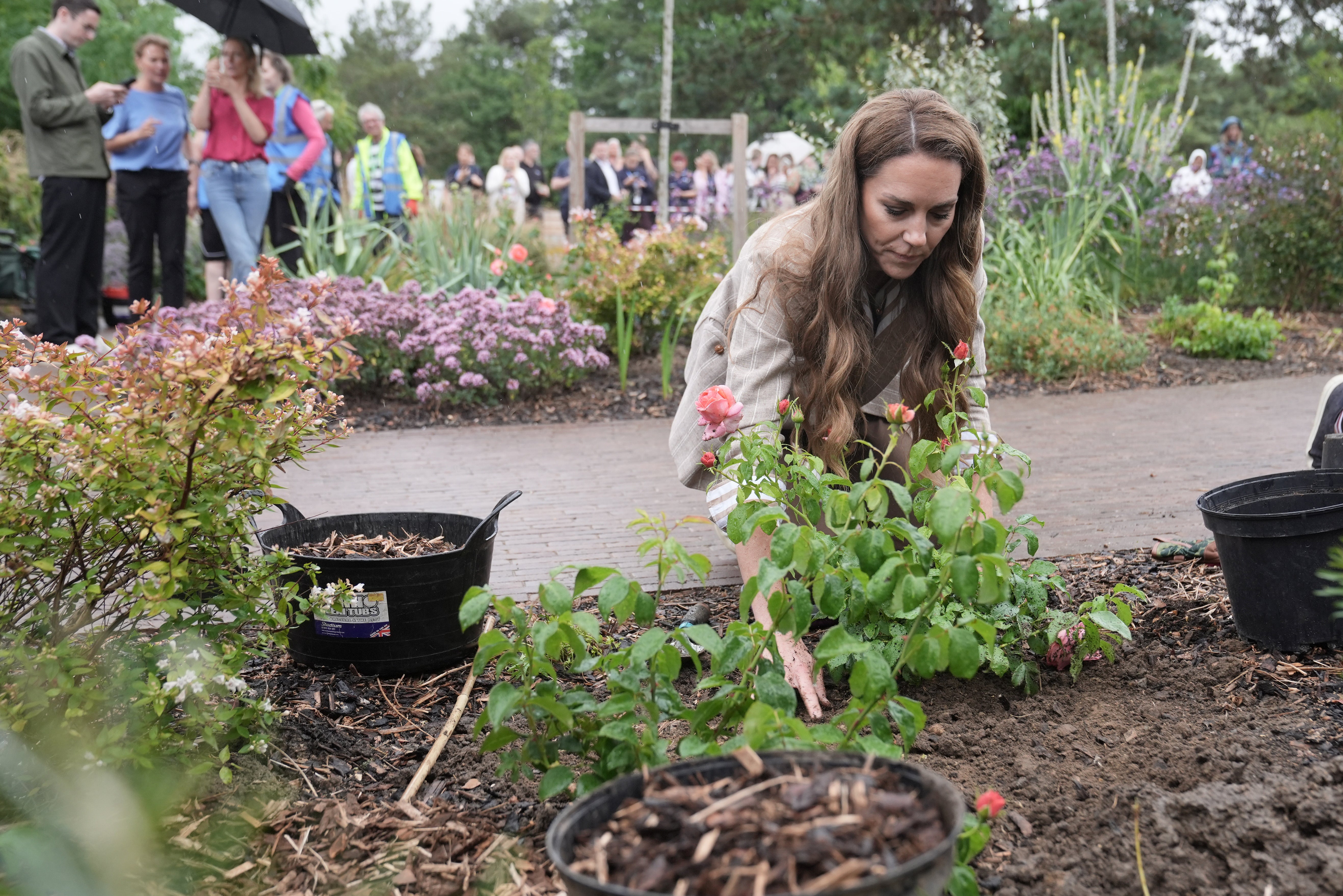 The Princess of Wales planting a rose during a visit to the RHS’s Wellbeing Garden at Colchester Hospital in Essex